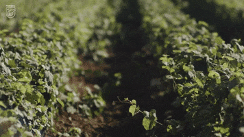 Climate Change Forest GIF by NRDC
