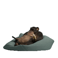 LazyThings nft things lazy nfts Sticker