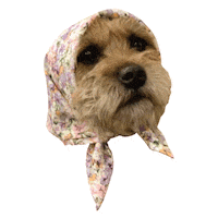 Border Terrier Mavis Sticker by Morty The Pug