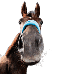 Horse Tongue Out Sticker by hooved