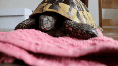 tortoise unboxing GIF