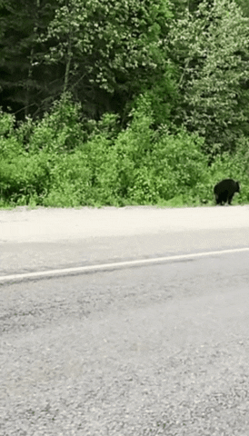 Frozeded giphygifmaker giphygifmakermobile GIF