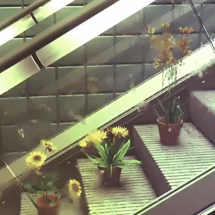flower escalator GIF by Becky Chung