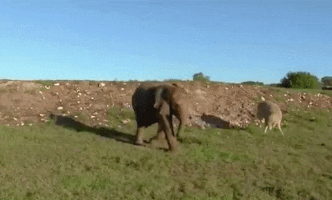 run dig GIF