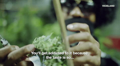 viceland GIF by WEEDIQUETTE