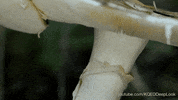 GIF by KQEDScience