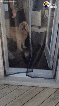 Funny Dogs GIF by The Dodo