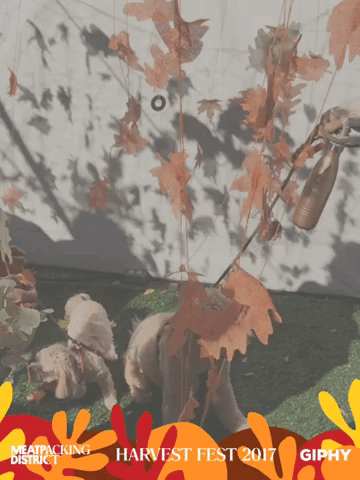harvestfestny GIF by Meatpacking District