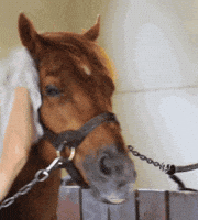 Life Horse GIF