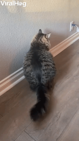 Cat Finds Strange Way to Get Comfortable