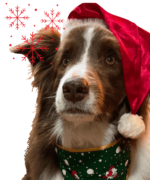 Natal Roykim Sticker