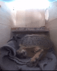 Squirrel What GIF