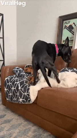 Dog Sitting GIF by ViralHog