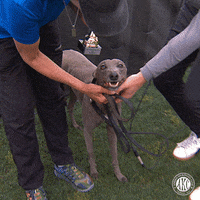 GIF by American Kennel Club