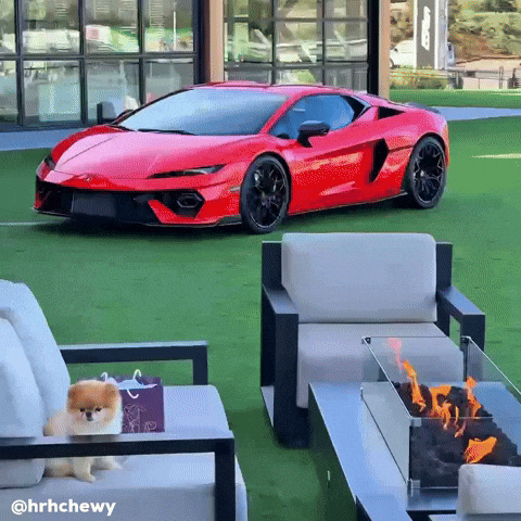 Pomeranian Happy Dog GIF