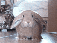 Video gif. A bunny is sniffing aggressively and smells a threat approaching. It jumps in the air and slips on the hardwood, scuffing around until it regains its balance and jets off, running around the corner.