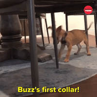 Buzz's First Collar