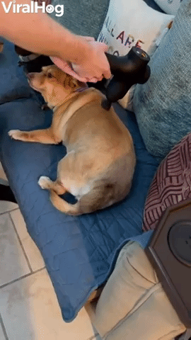 Doggo Loves Massage Therapy Gun