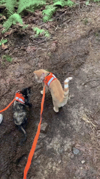 GIF by Your Cat Backpack