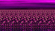 Animation Pink GIF