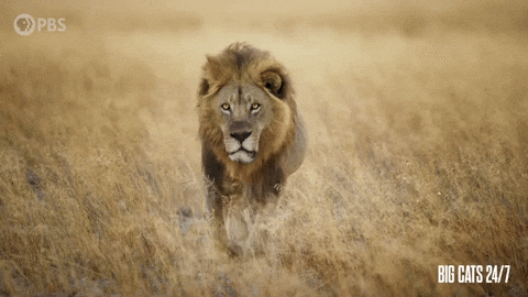 Heading Over Season 2 GIF by PBS