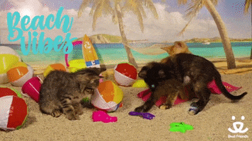 bestfriends cute summer beach kittens GIF
