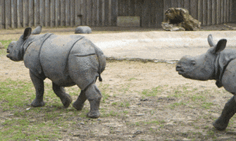 GIF by Planckendael
