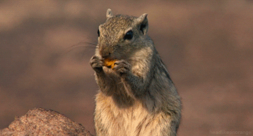 natural world squirrel GIF by Head Like an Orange