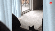 International Cat Day GIF by BuzzFeed
