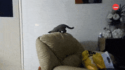 International Cat Day GIF by BuzzFeed