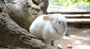 Rabbit Love GIF