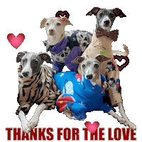 Italian Greyhounds Love Sticker by normanandpiper