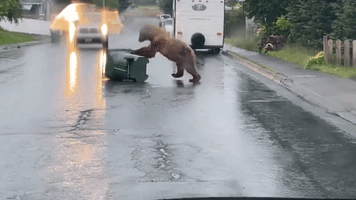 Bear Breaks Into Bear Proof Trash Can 