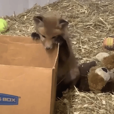 Orphaned Fox Cubs Play With Cardboard Box