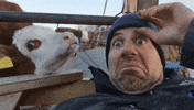 Swedishcowboy1  GIF