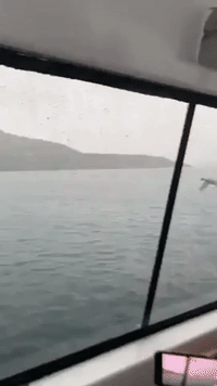 Beak-a-Boo: Duck Flies Alongside Boat, Eats From Passenger's Hand