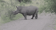 baby rhino GIF by Becky Chung