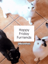 Friends Cats GIF