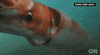 Sea Creature News GIF by Mic