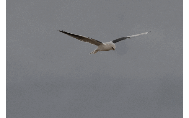 jonathaneisen giphyupload GIF