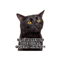 Seguroesporminino Sticker by Minino Plus®