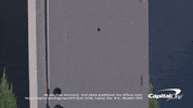 GIF by Capital One