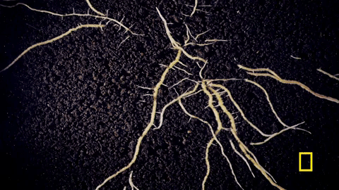 one strange rock GIF by National Geographic Channel