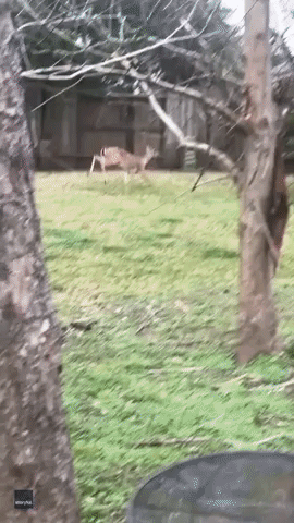Texas Neighbors Rescue Deer Stuck Atop Fence
