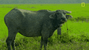 natgeochannel gordon ramsay uncharted laos national geographic uncharted GIF
