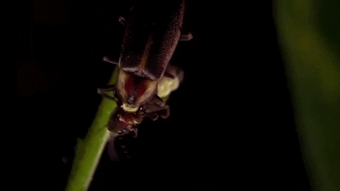 alegalazb giphygifmaker GIF