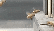 accident GIF