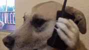 Shiba Bets GIF by SHIBABETS.GG