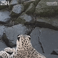 big cat GIF