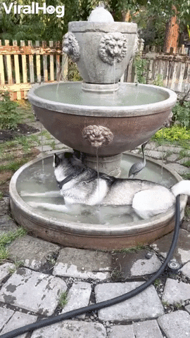 Husky Stays Cool In Flowing Fountain GIF by ViralHog